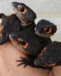 Alvin Gecko