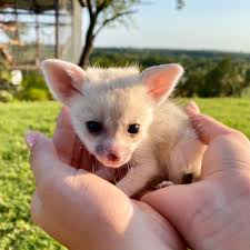 Anna Fennec Fox